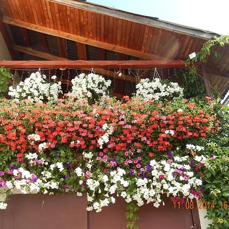 петриківка Slavske